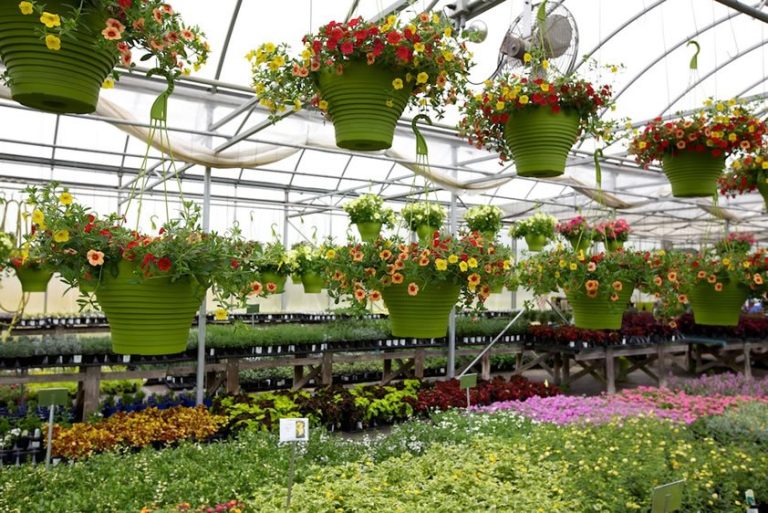 flowers 04 768x513