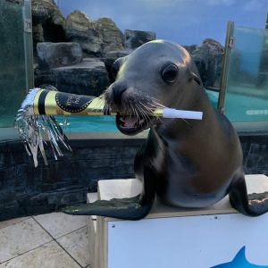 Fishes & Wishes New Year's Eve Family Party at the Long Island Aquarium