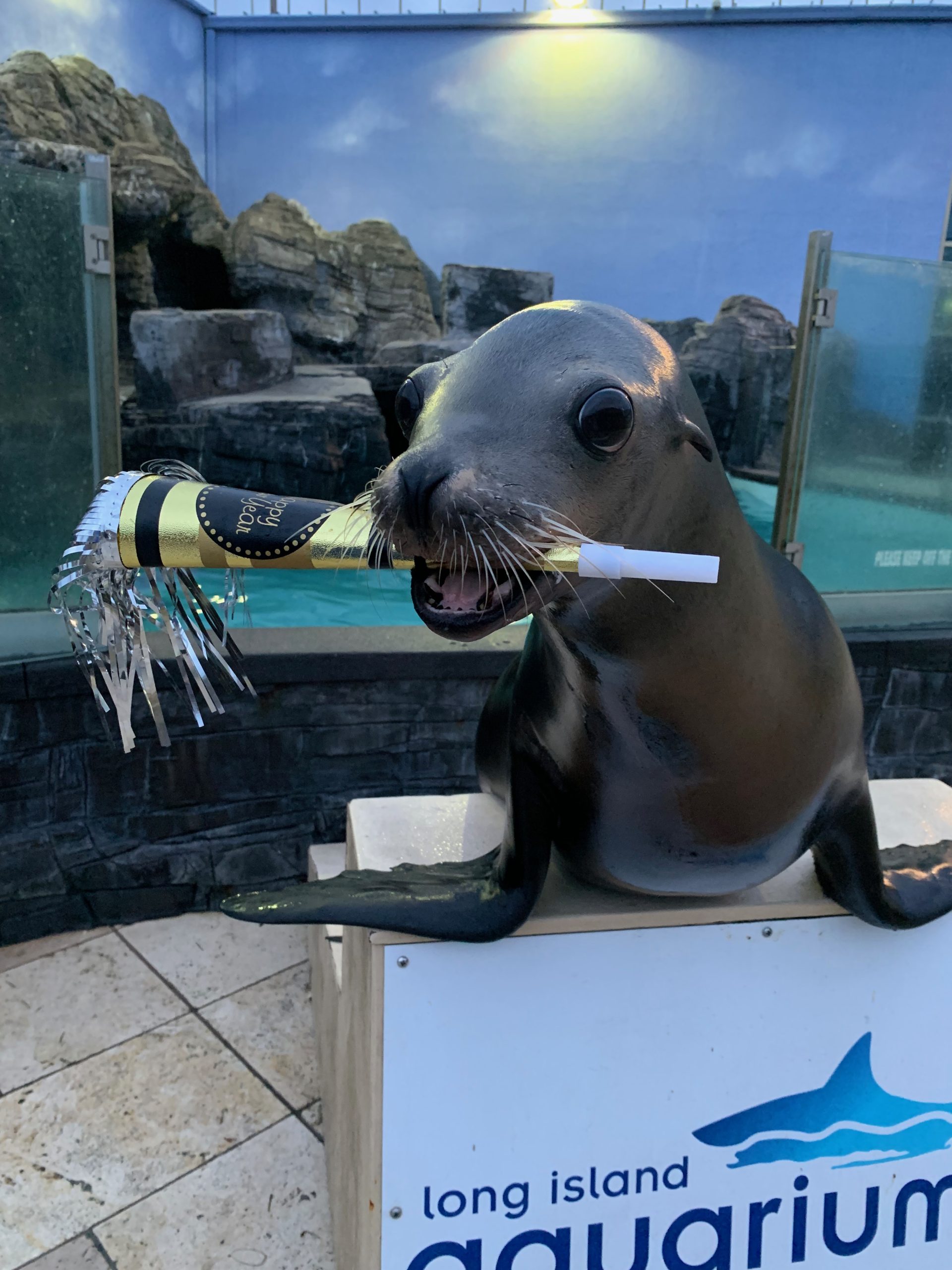 Fishes & Wishes New Year's Eve Family Party at the Long Island Aquarium